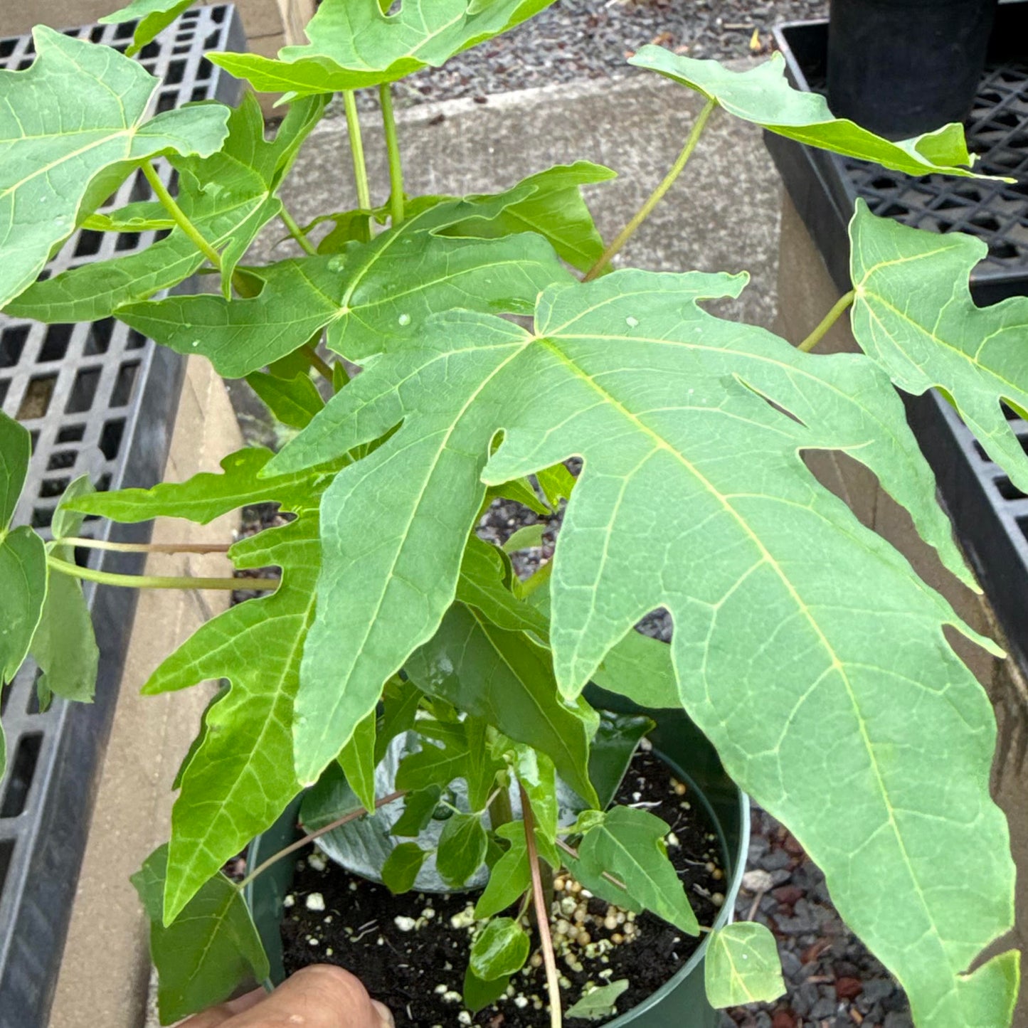 Papaya, Watermelon