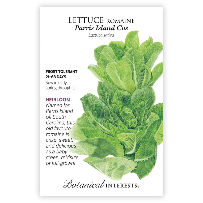 Lettuce seeds 'Romaine Paris Island'