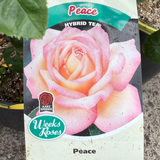 Hybrid Tea Rose Bush 'Peace'
