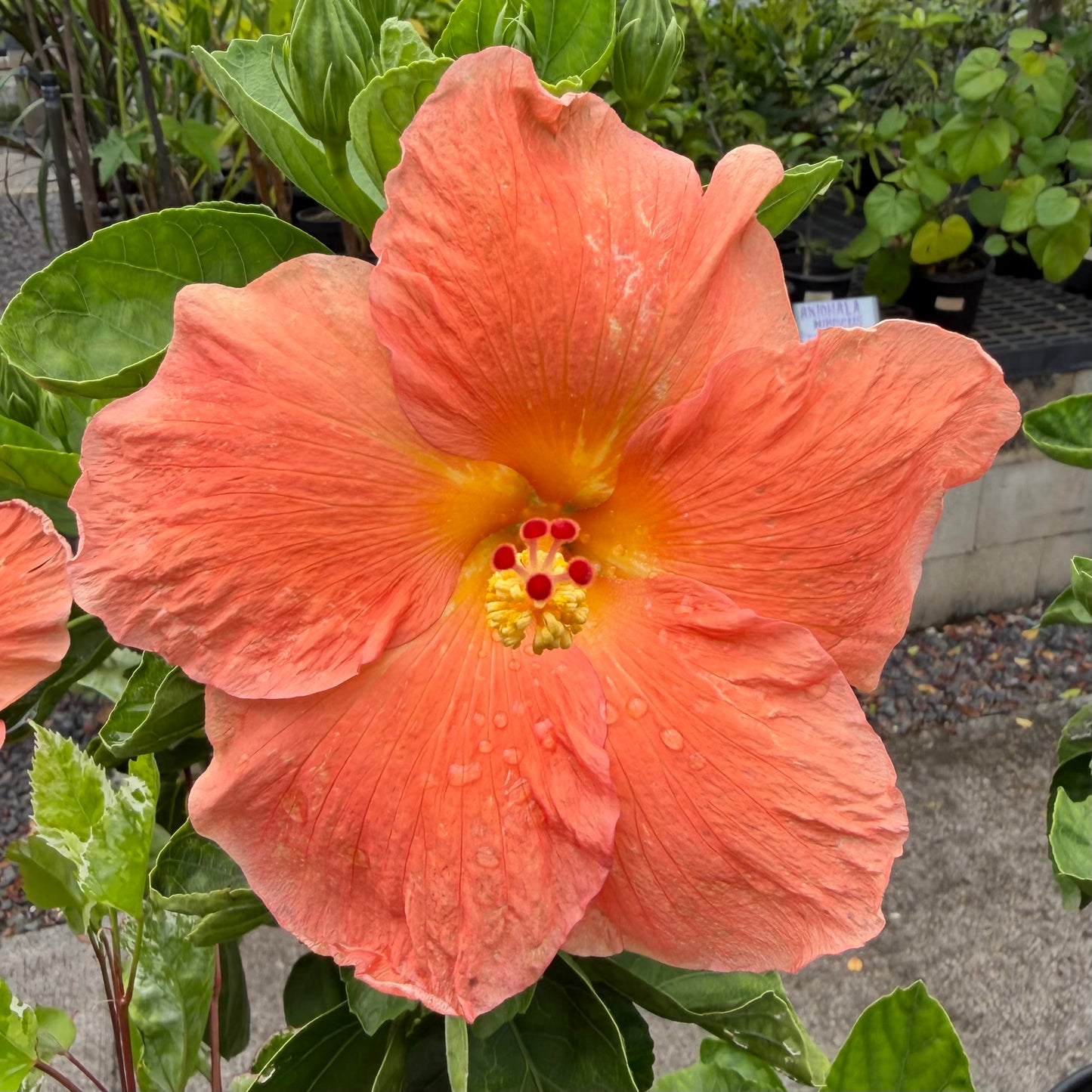 Hibiscus 'Peach'