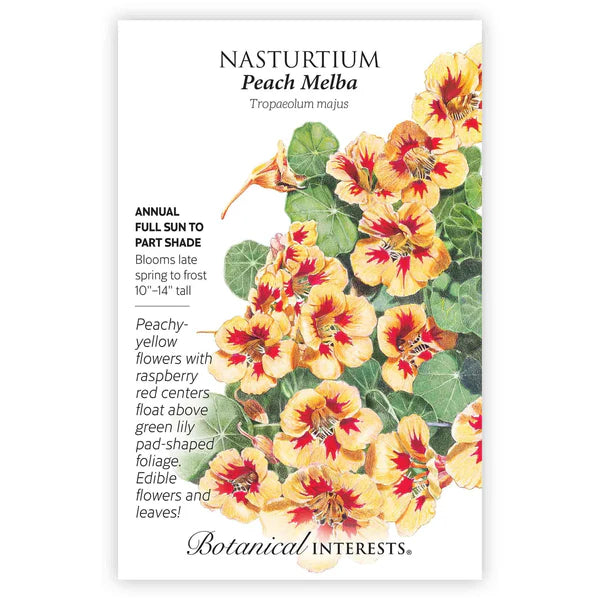 Nasturtium seeds, "Peach Melba"