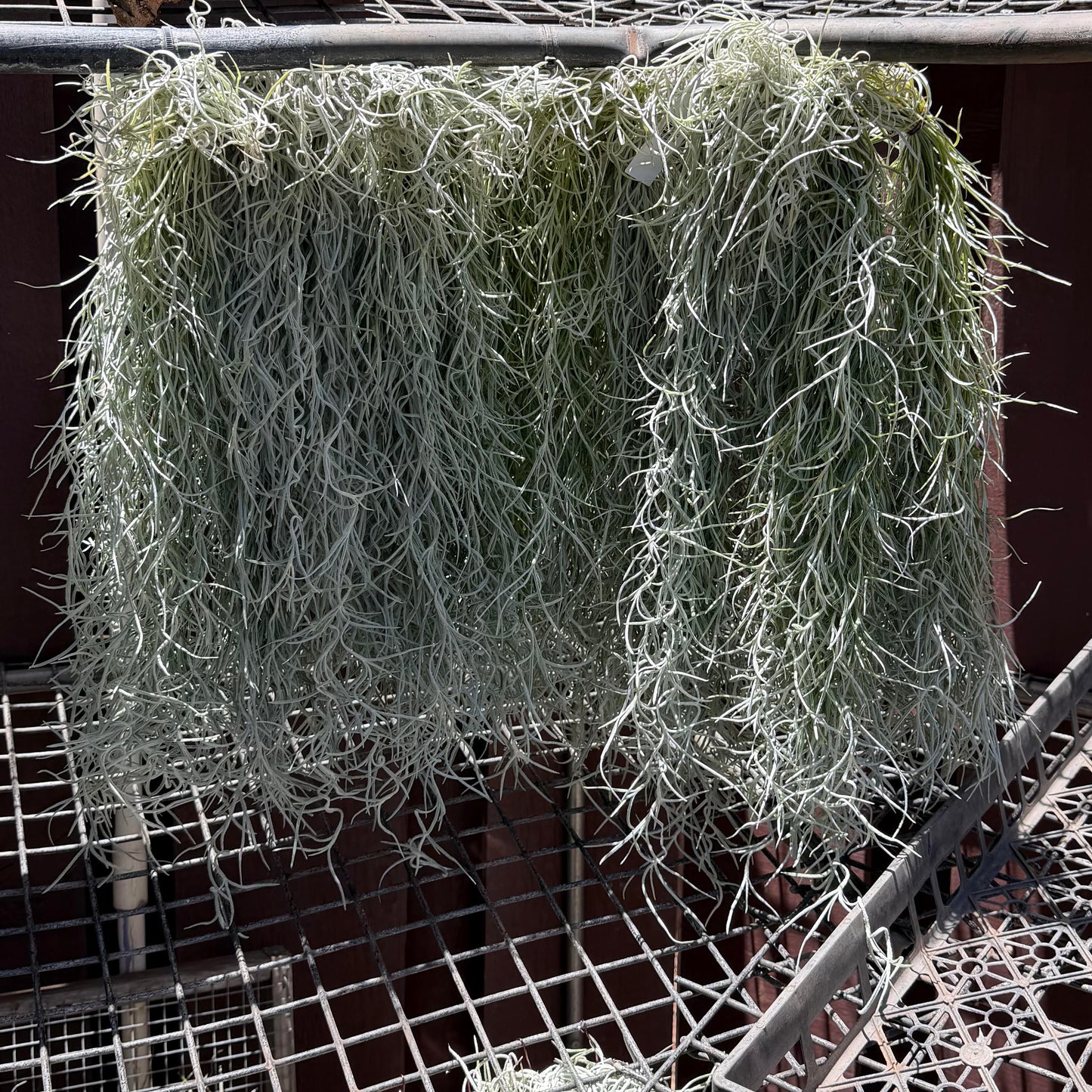 Tillandsia usneoides (Pele's Hair)