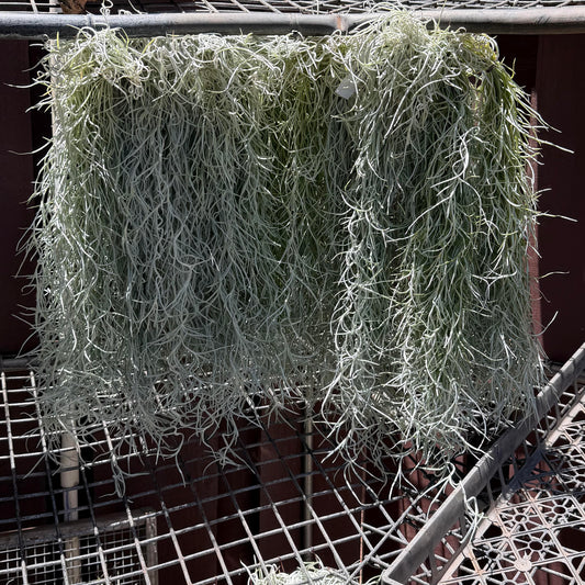 Tillandsia usneoides (Pele's Hair)