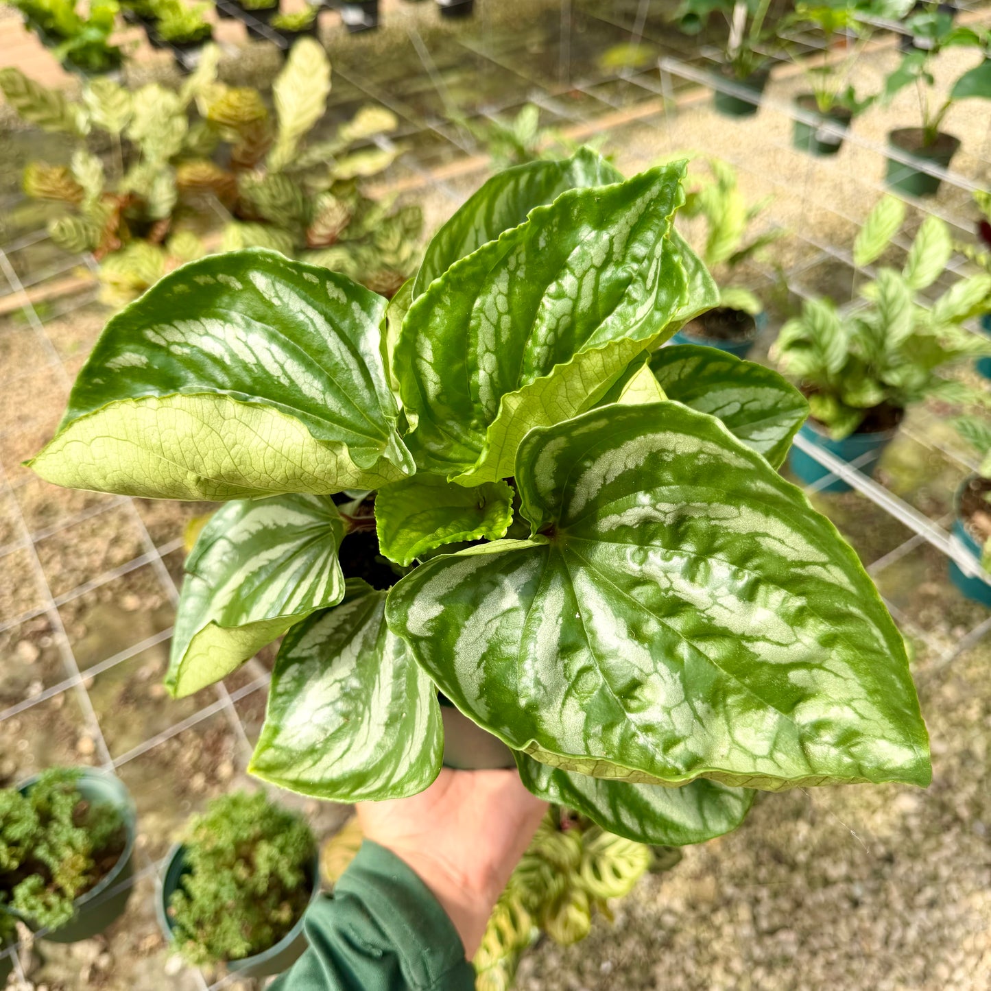 Peperomia emarginella 'Ecuador'