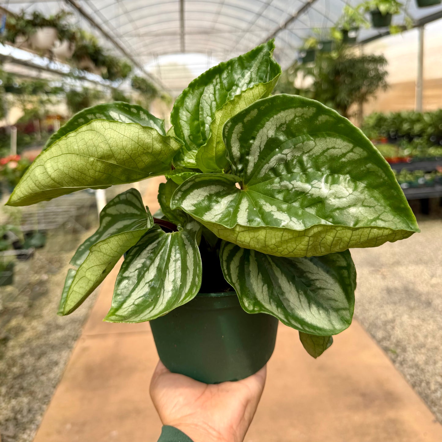 Peperomia emarginella 'Ecuador'