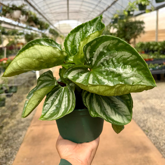 Peperomia emarginella 'Ecuador'