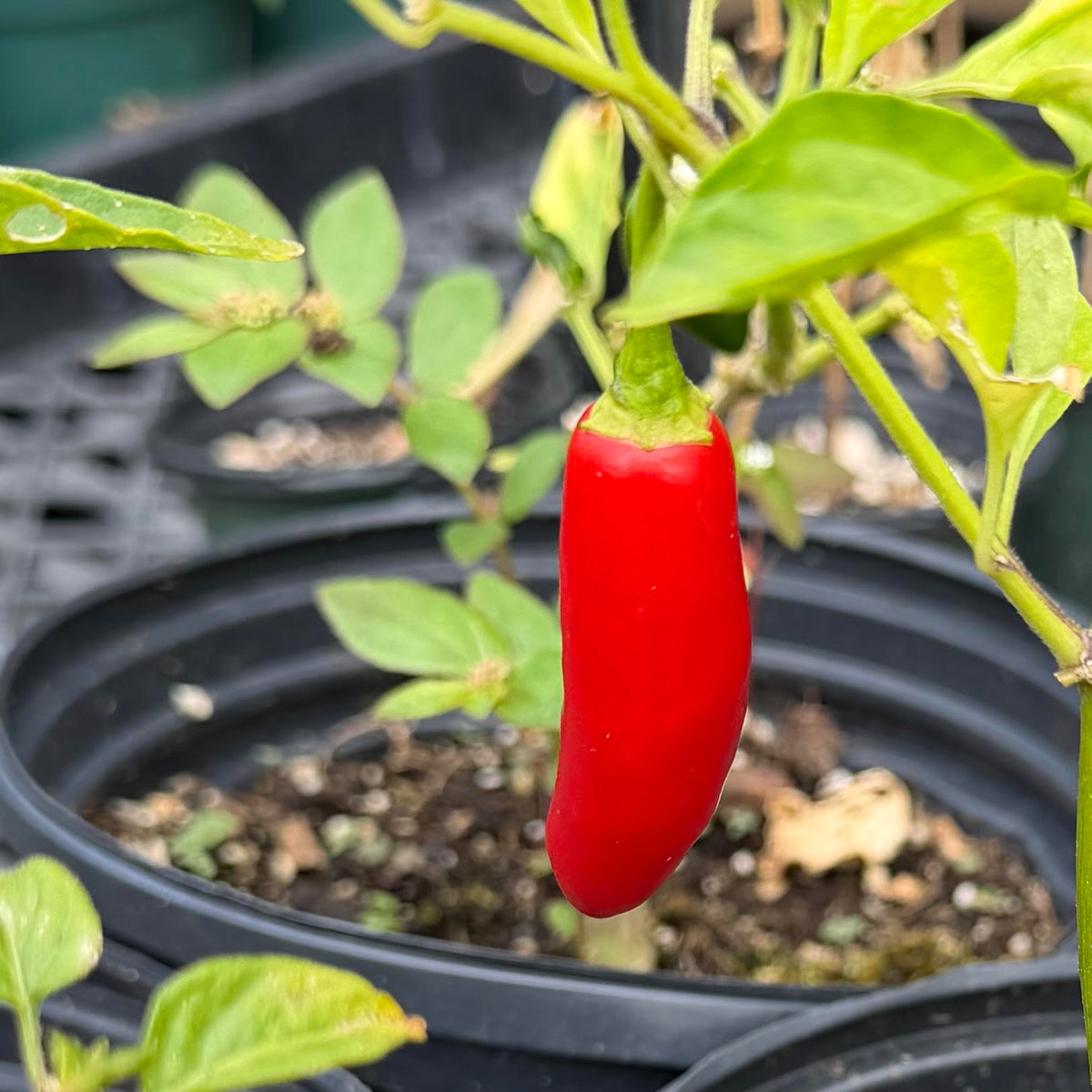 Peppers, Assorted