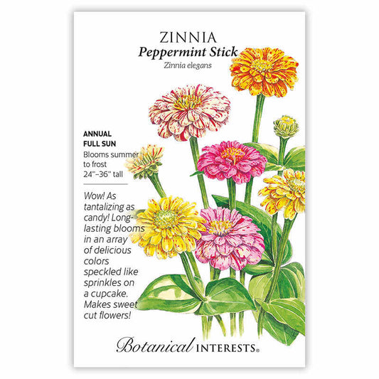 Zinnia seeds 'Peppermint Stick'