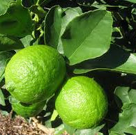 Persian Lime