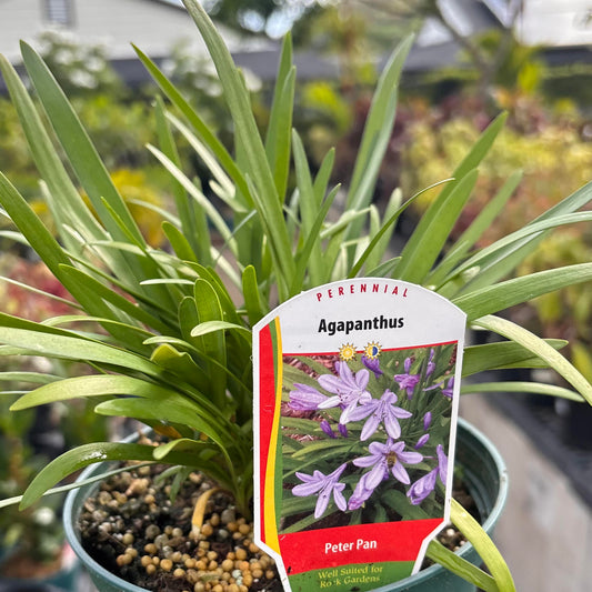 Agapanthus africanus, Peter Pan