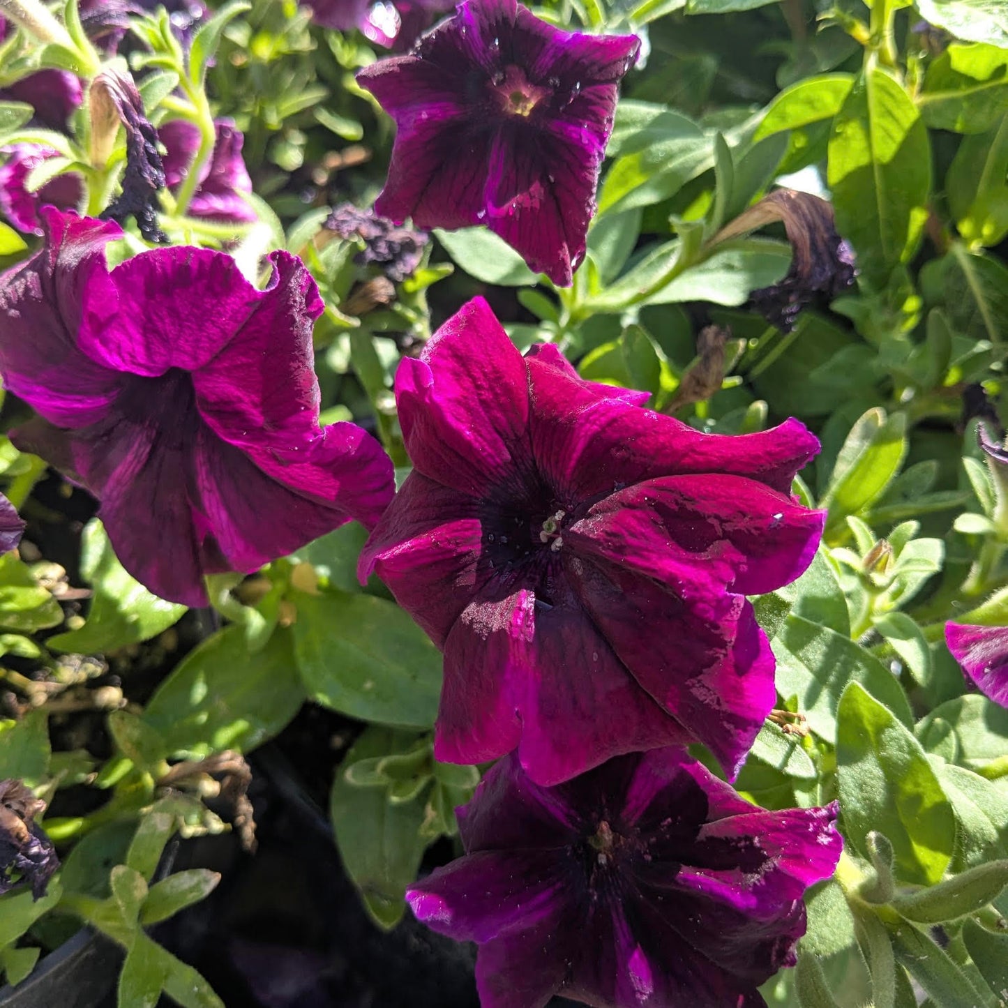 Petunia