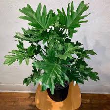 Philodendron bipinnatifidum 'Hope'