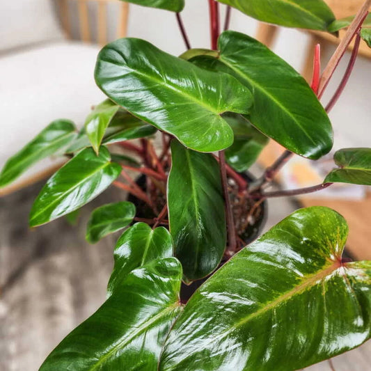 Philodendron 'Red Emerald'