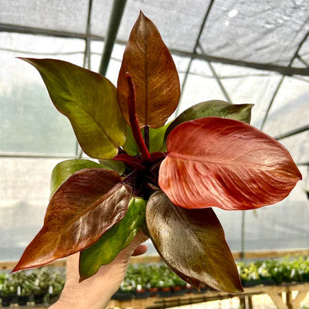 Philodendron 'Red Sun'