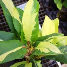 Philodendron 'Thai Sunrise'