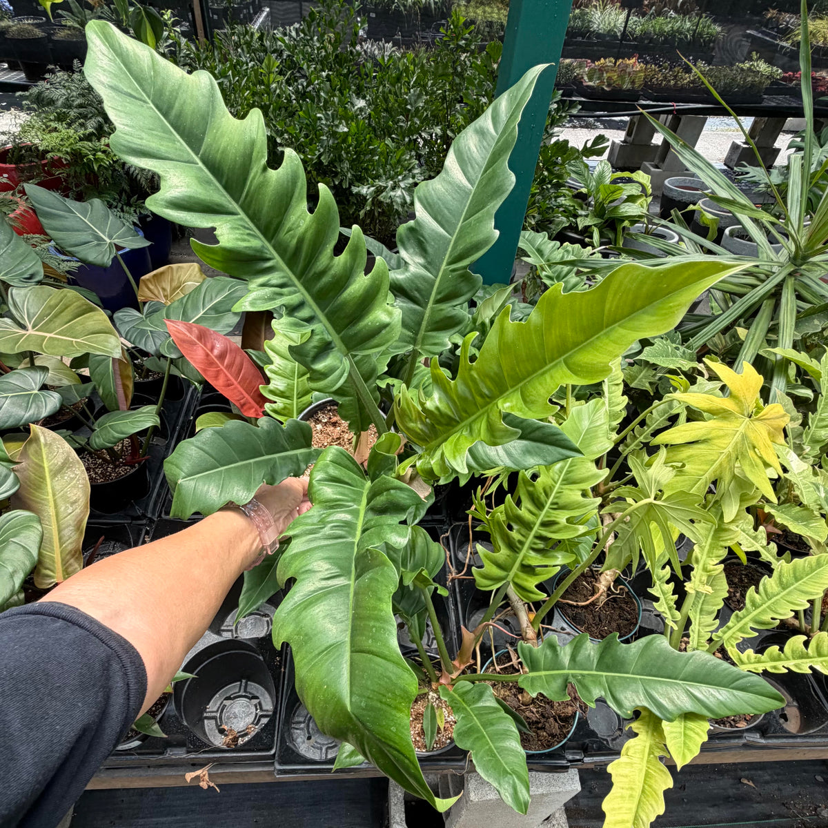 Philodendron selloum (Narrow or Jungle Boogie)