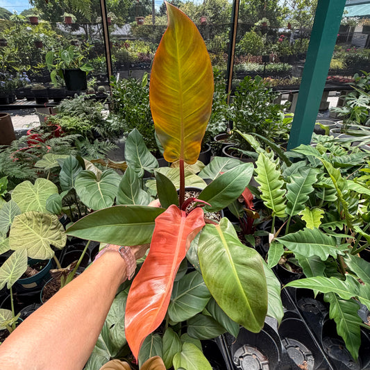 Philodendron 'Red Sun'