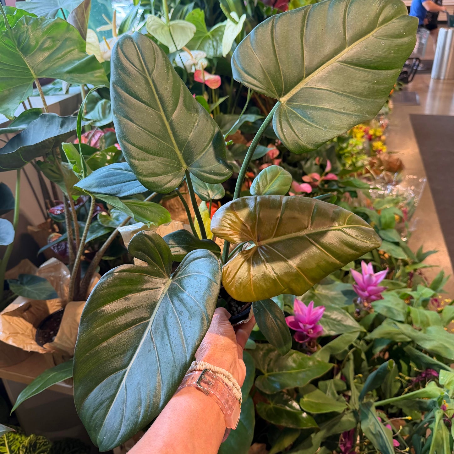 Philodendron 'Summer Glory'