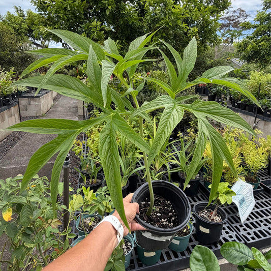 Tacca leontopetaloides 'Pia'