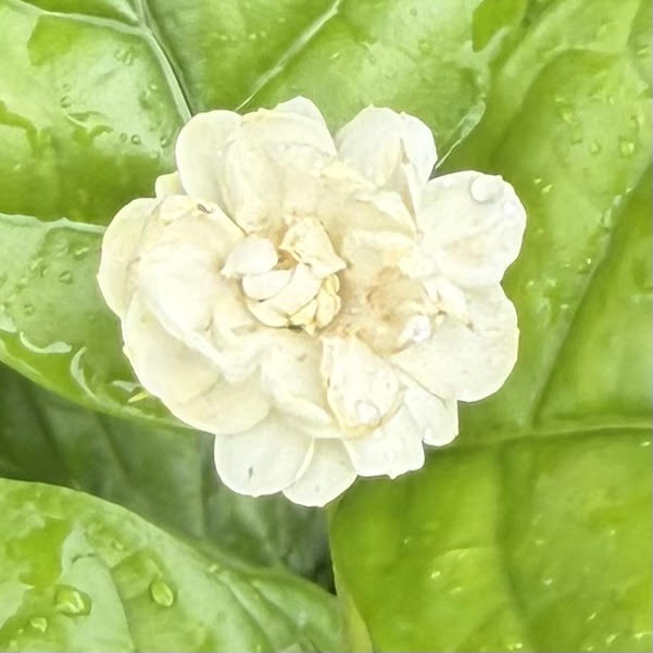 Jasminum sambac ʻRoseʻ (Pikake)
