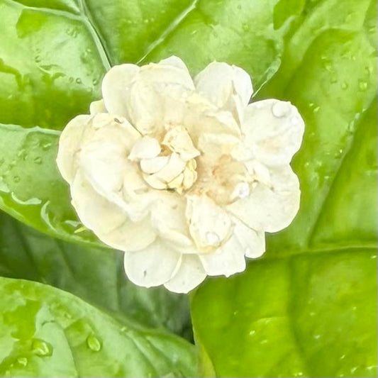 Pikake, Rose