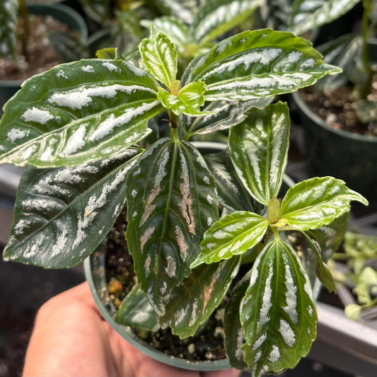 Pilea, Aluminum