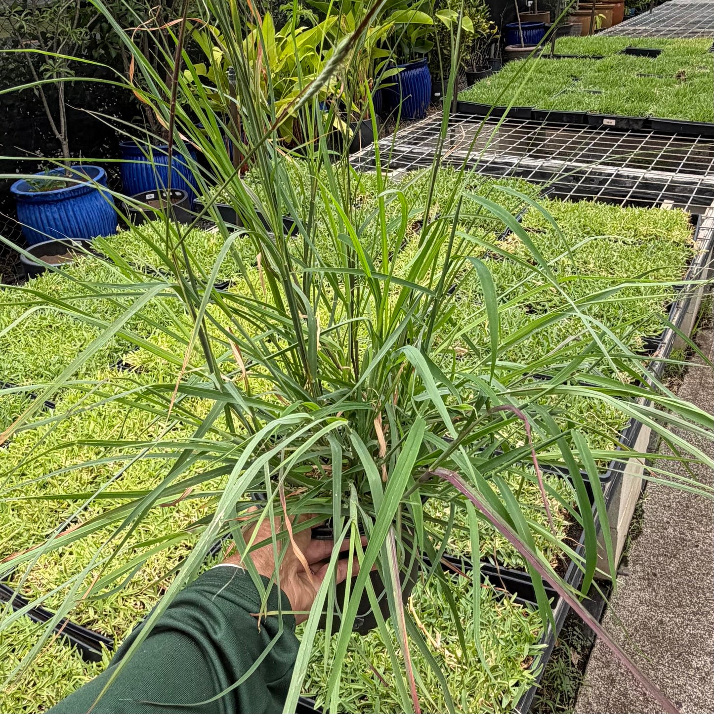 Heteropogon contortus 'Pili Grass'