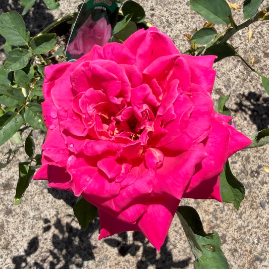 Hybrid Tea Rose Bush 'Pink Peace'