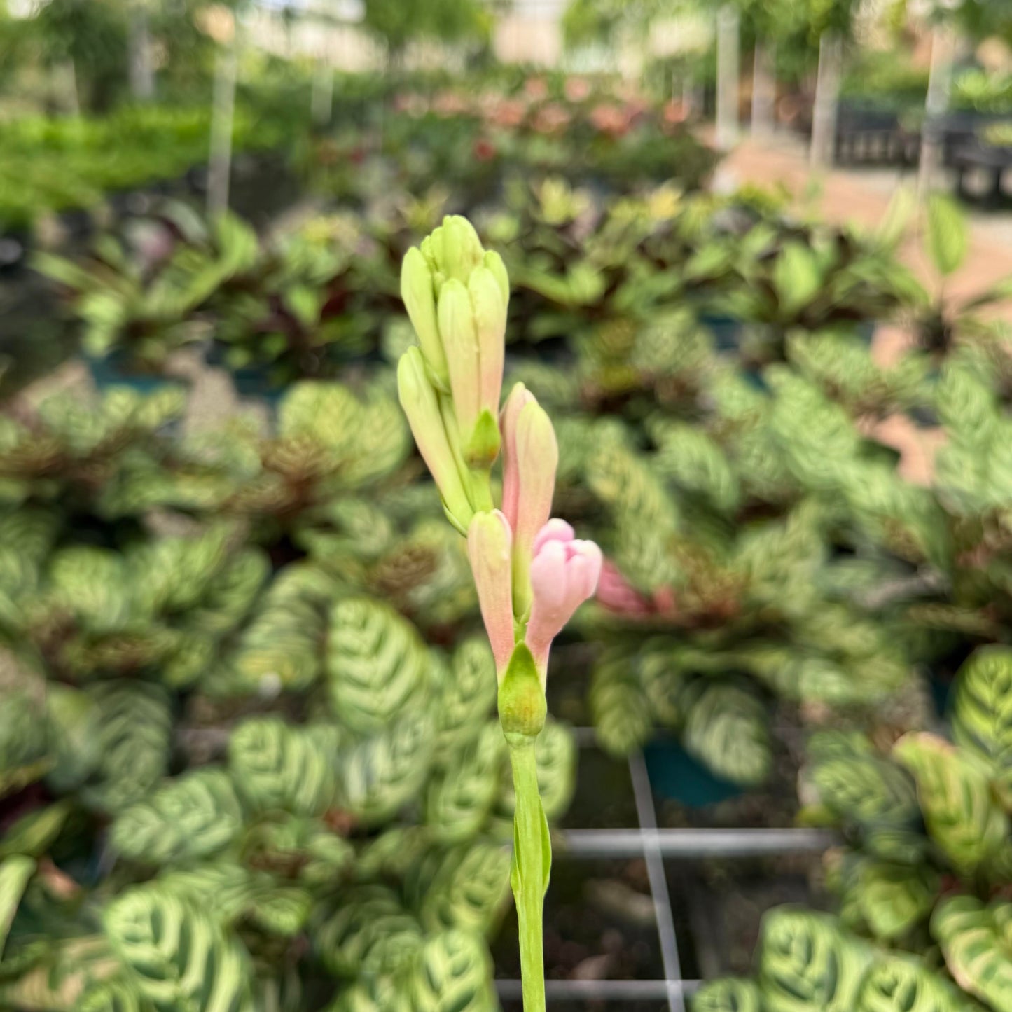 Polianthes tuberosa 'Tuberose' (Pink Sapphire)