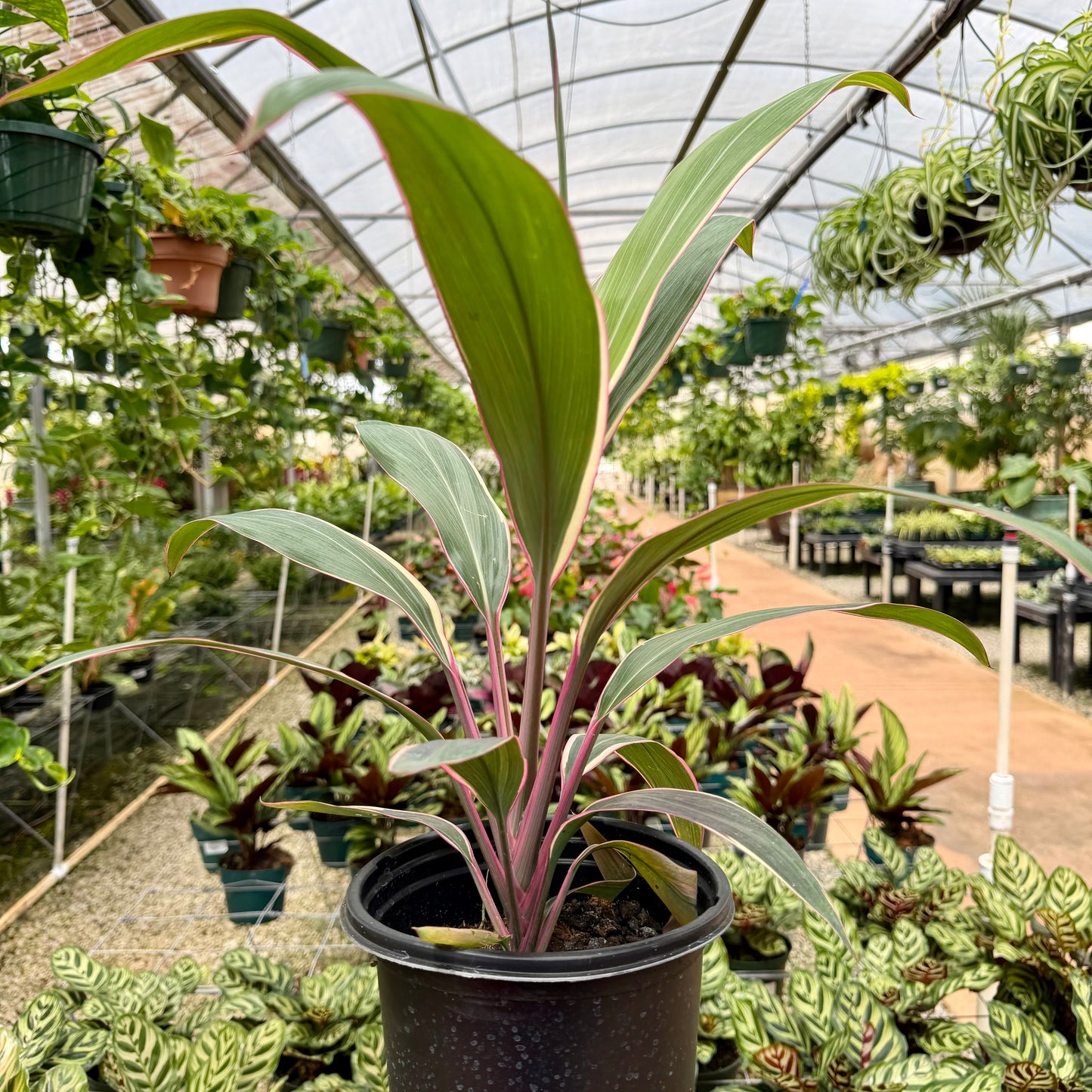 Cordyline 'Pink Diamond'