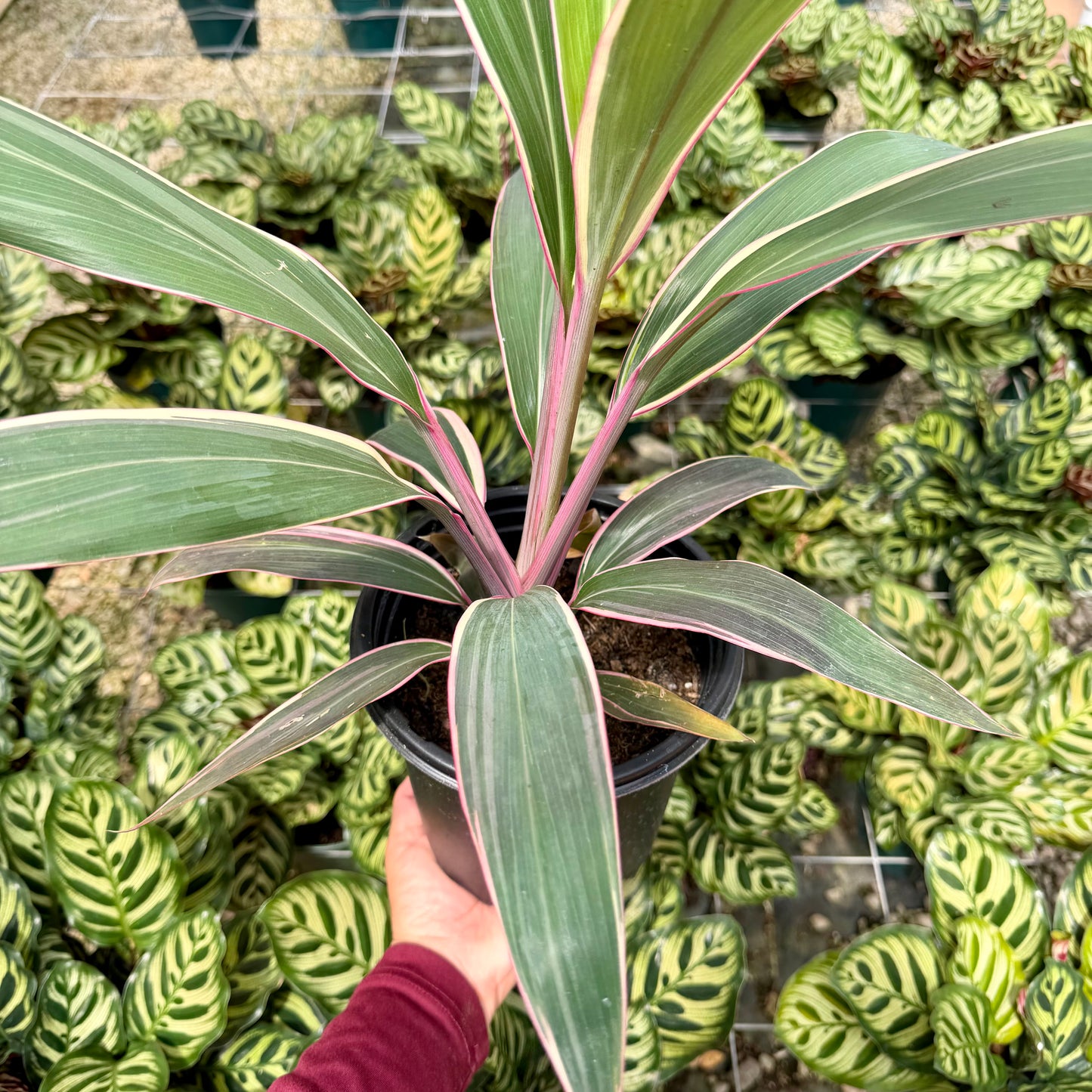 Cordyline 'Pink Diamond'