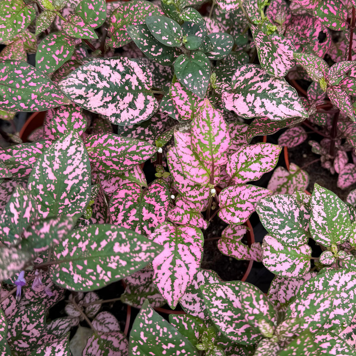 Hypoestes phyllostachya (Polka Dot Plant)