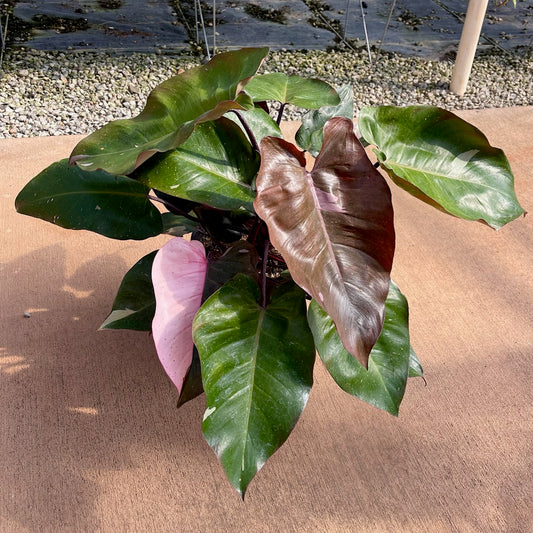 Philodendron erubescens 'Pink Princess'