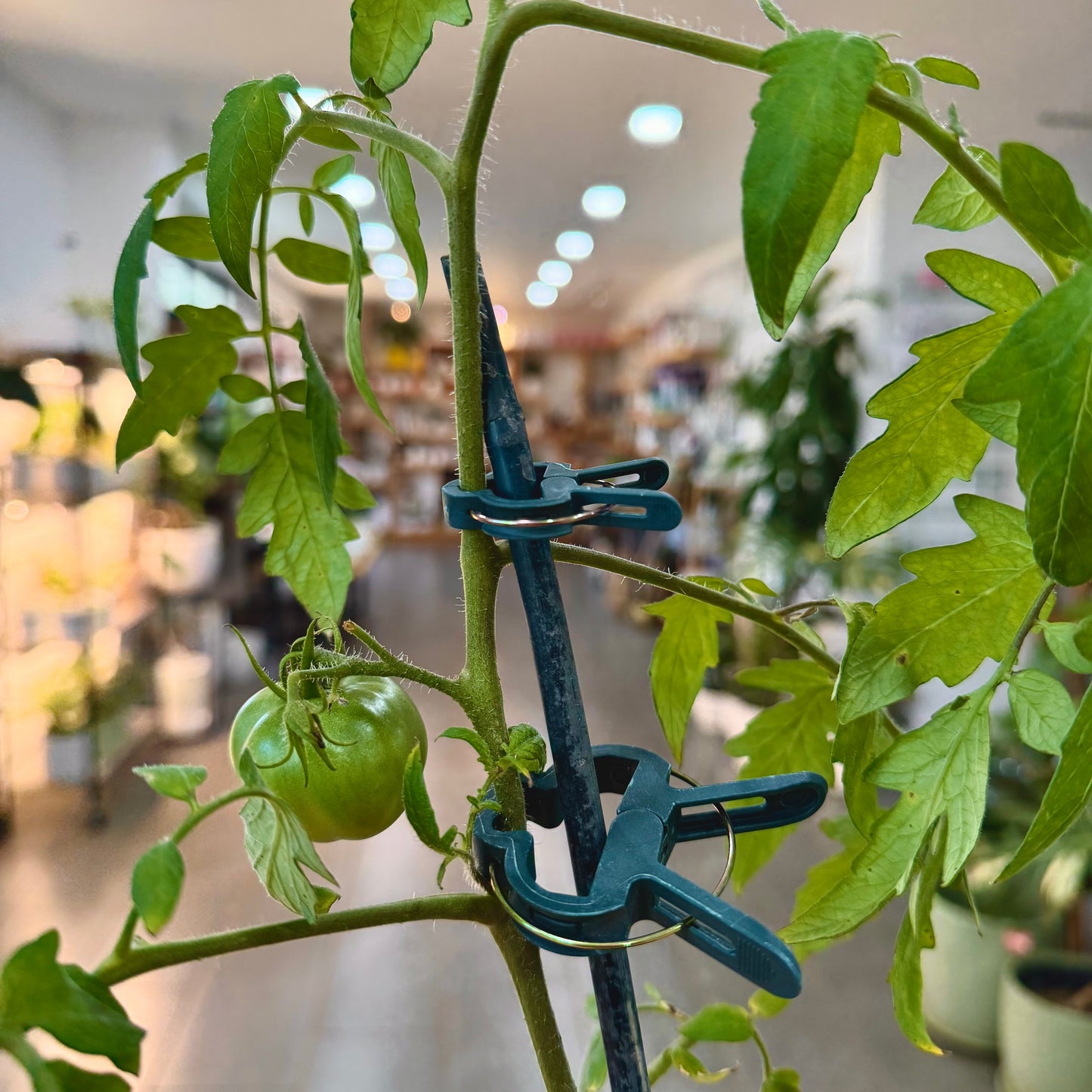 Plant Clips