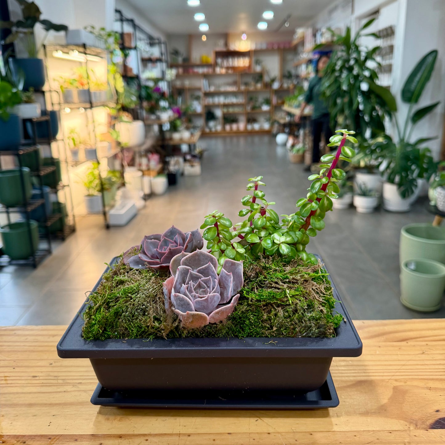 Bonsai Planter Pots