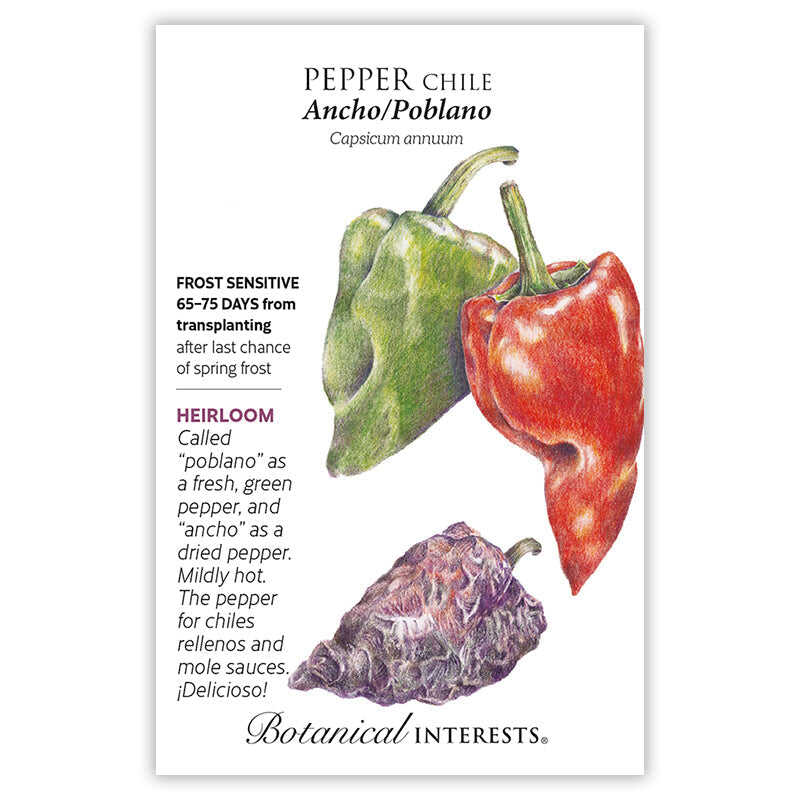 Pepper Chile seeds 'Ancho/Poblano'