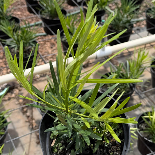 Podocarpus