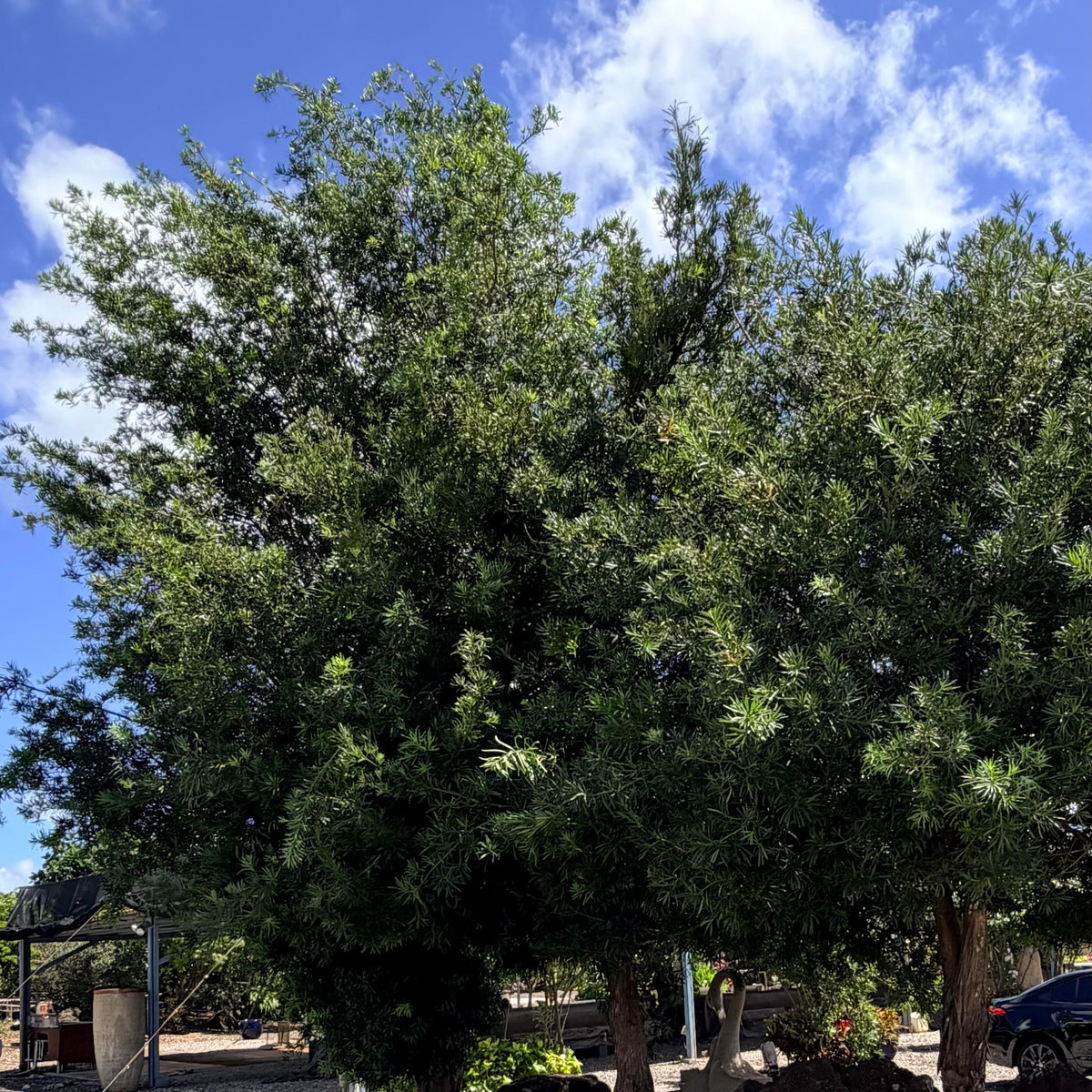 Podocarpus