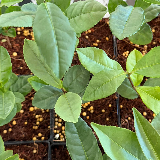Physalis peruviana 'Poha Berry'