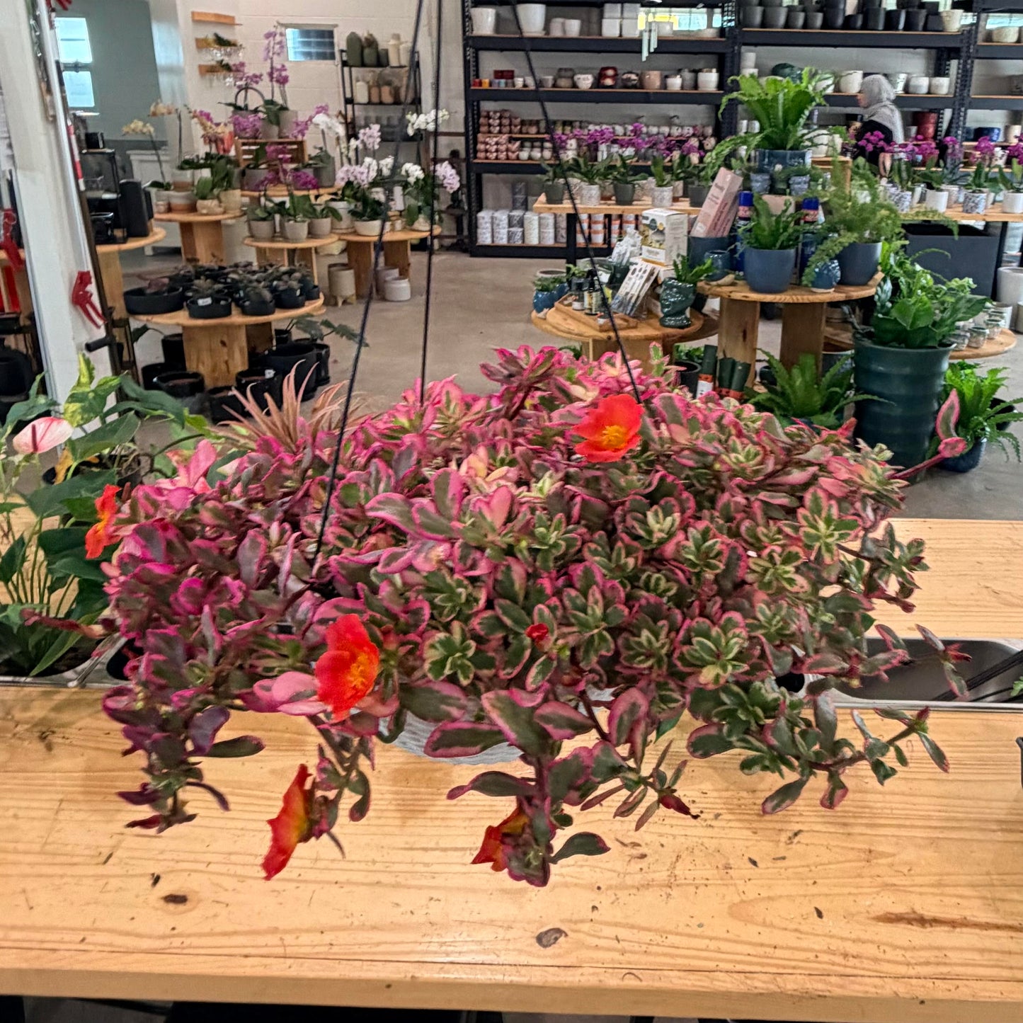 Portulaca oleracea (purslane), Variegated