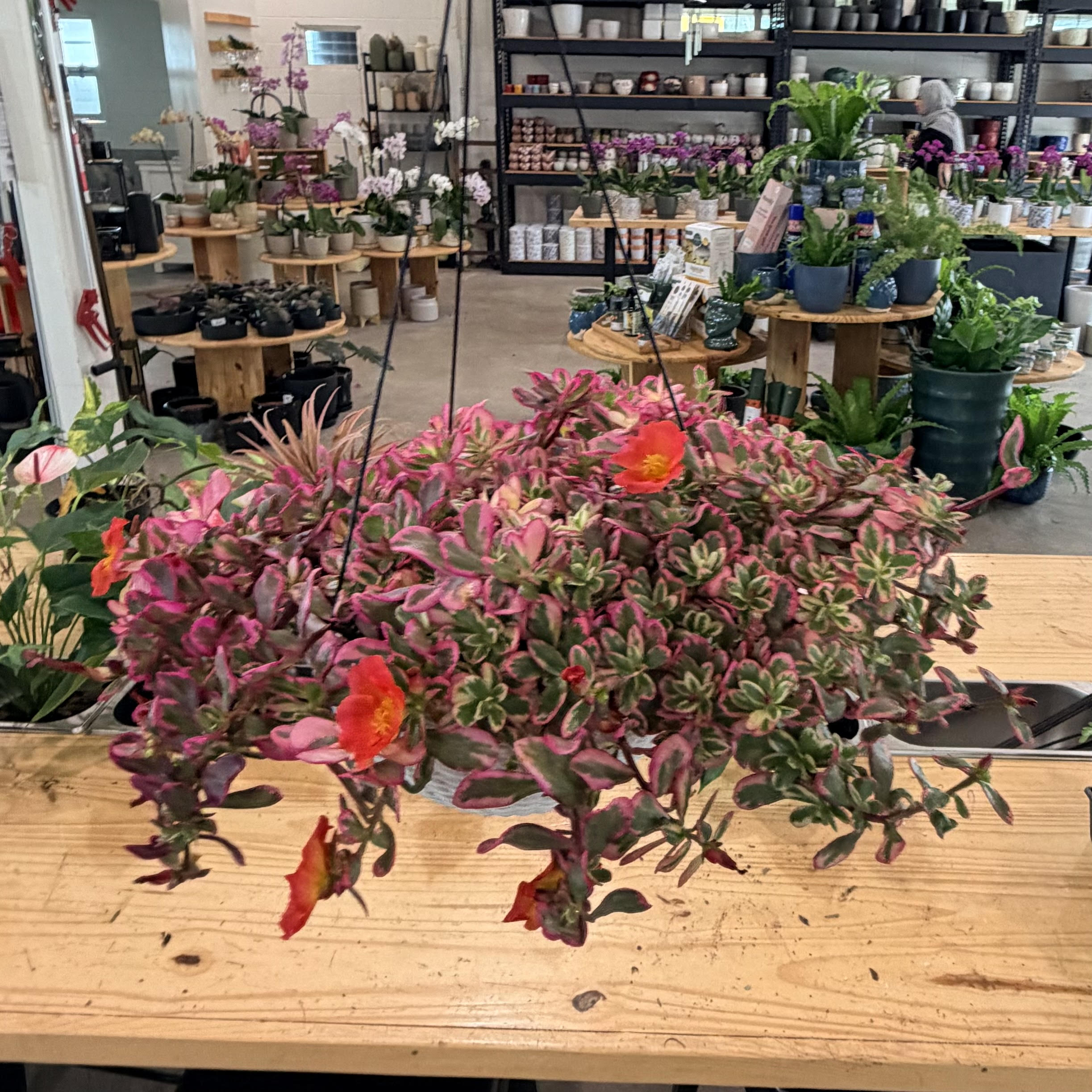 variegated portulaca succulent Portulaca oleracea (purslane), Variegated – Mari's Gardens