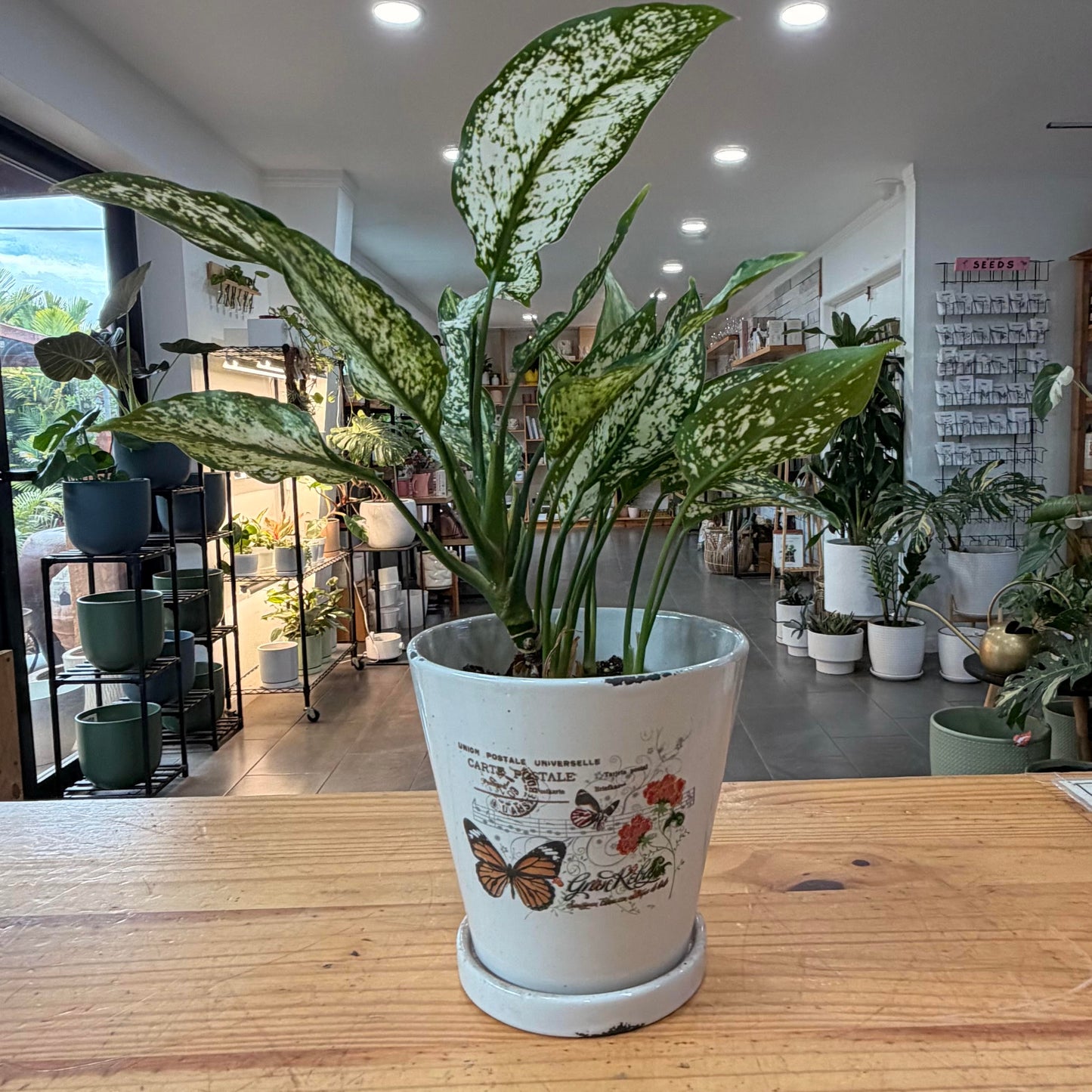 6" Postale Butterfly Ceramic Planter
