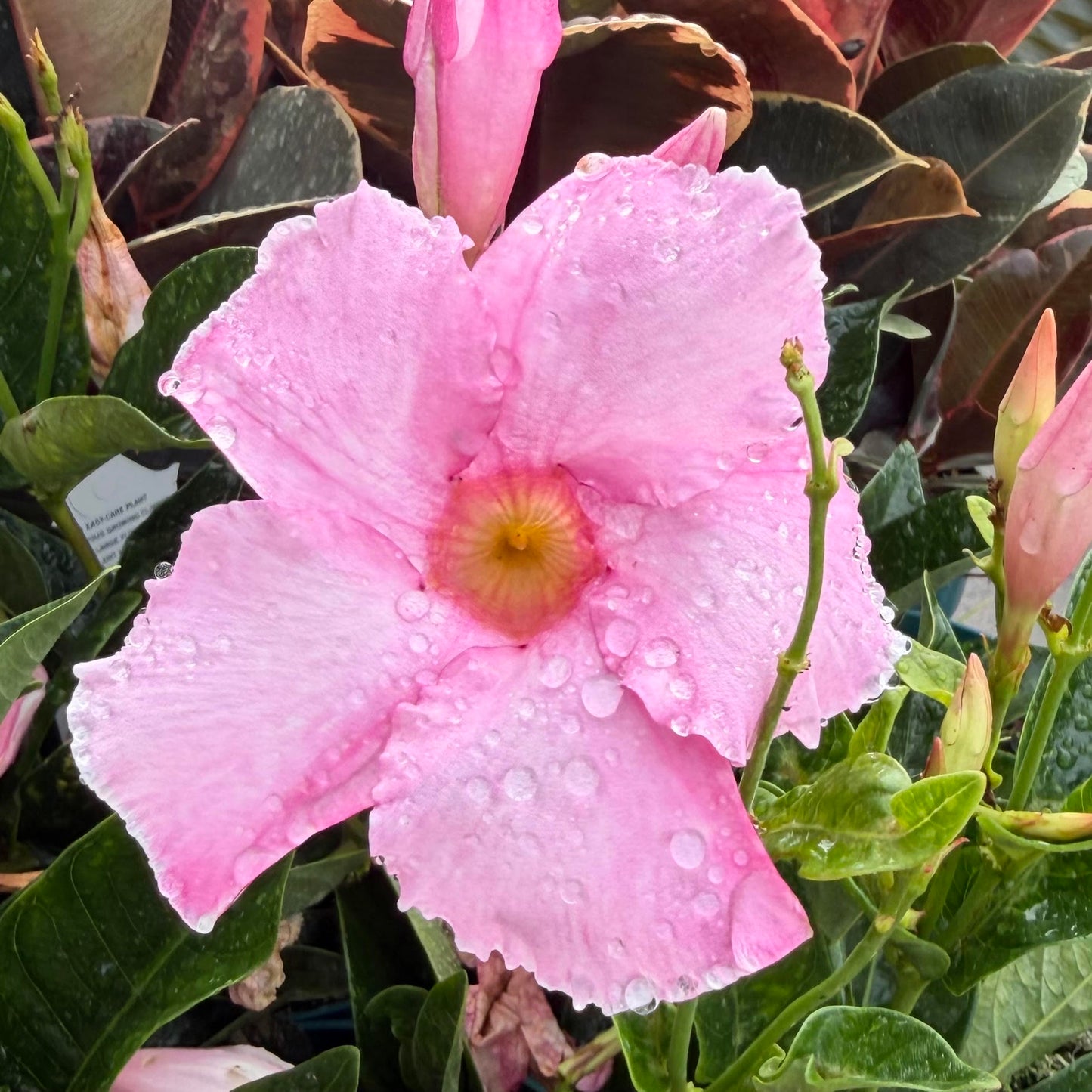 Mandevilla
