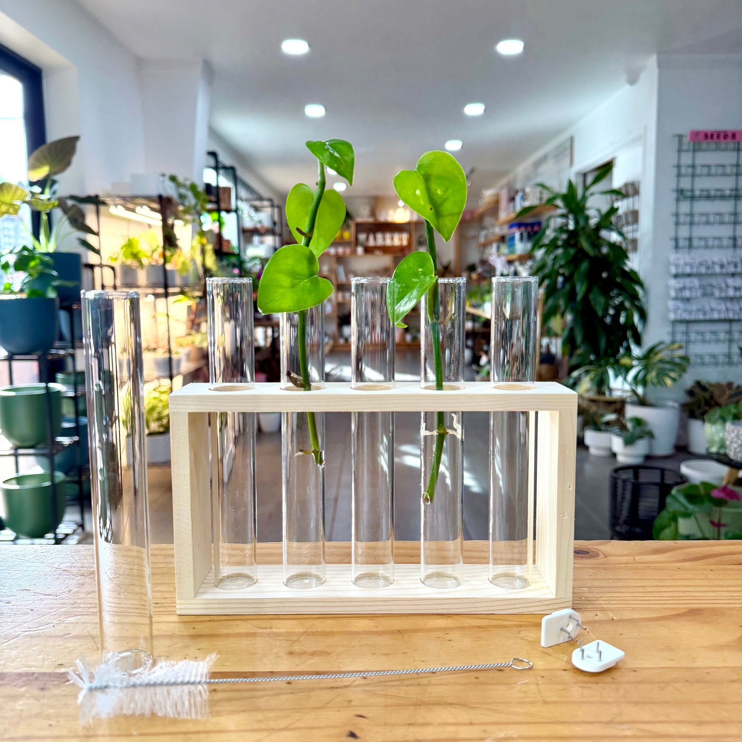 Propagation - Stand with Wooden Frame