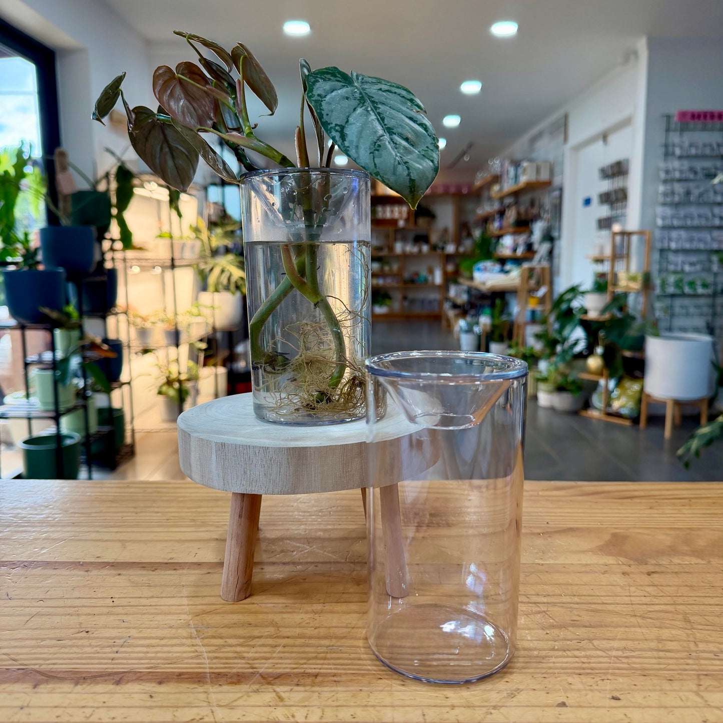Propagation Vase