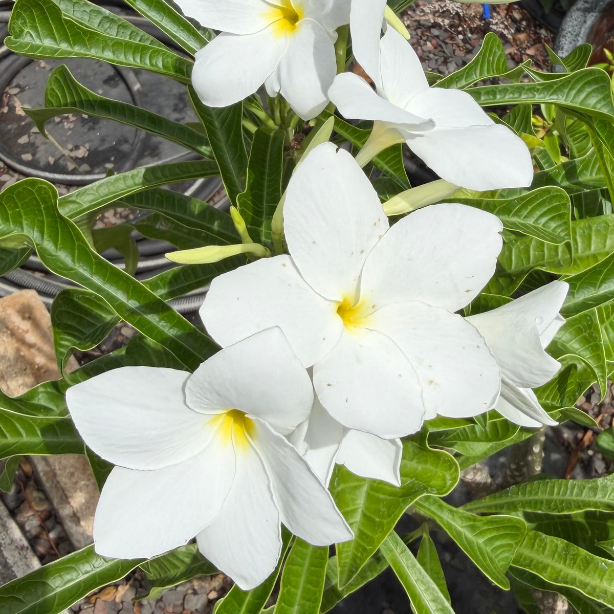 Plumeria pudica ʻBridal Bouquetʻ