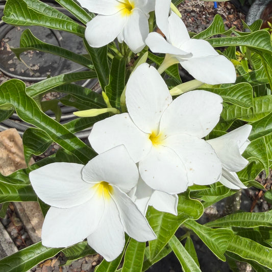 Plumeria pudica ʻBridal Bouquetʻ