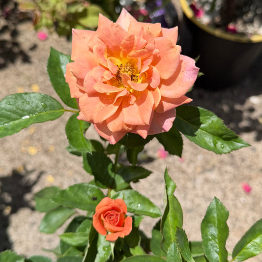 Floribunda Rose Bush 'Pumpkin Patch'