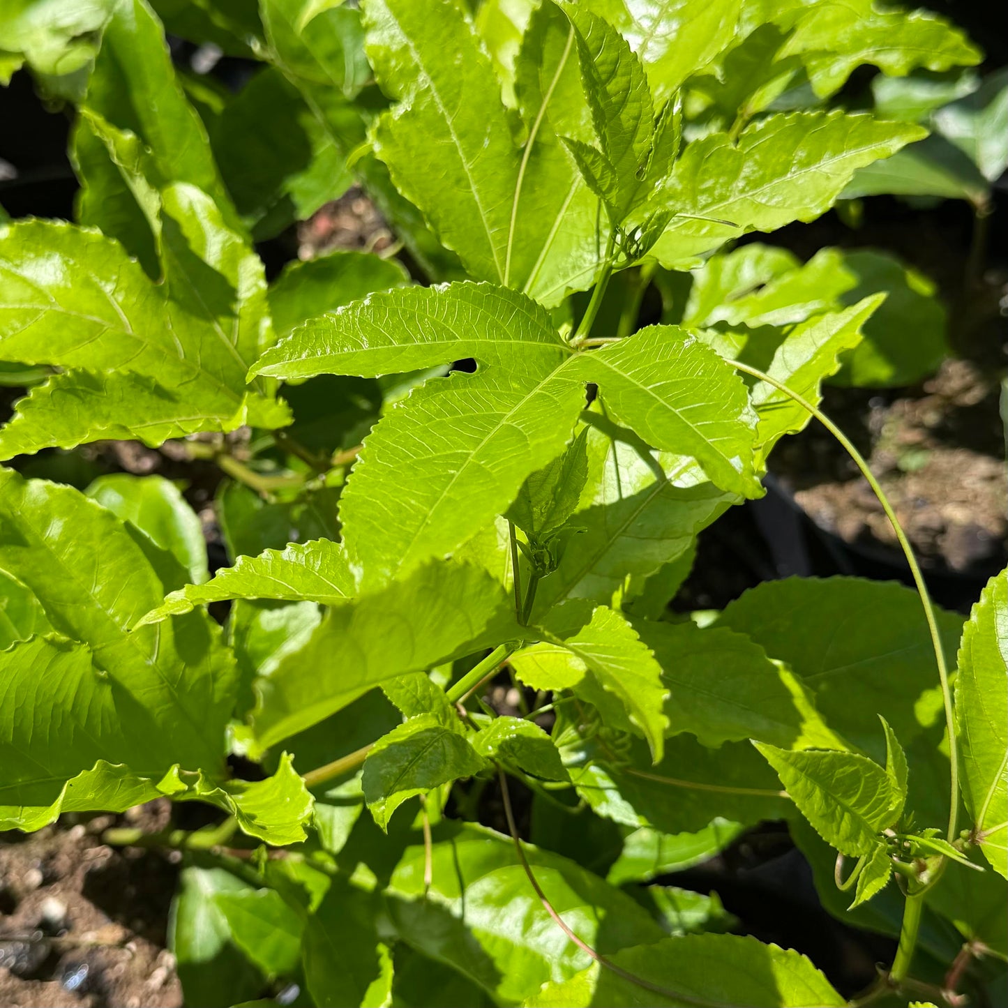Purple Passion Fruit Seedling