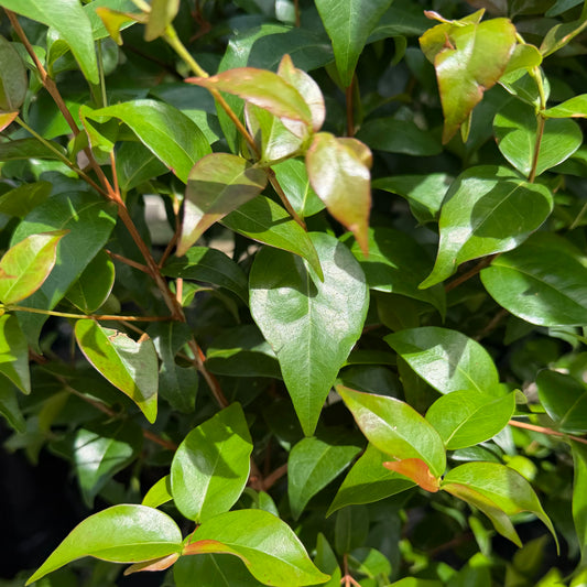 Purple Surinam Cherry Seedling
